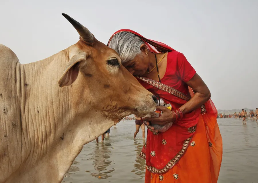 Indian woman puts her face on the head of a cow.