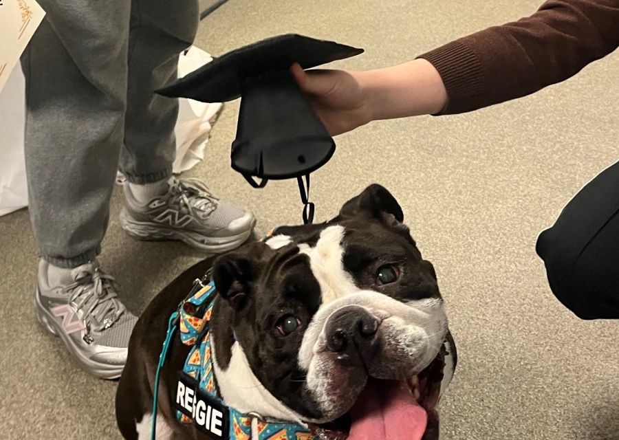 Dog getting graduation hat