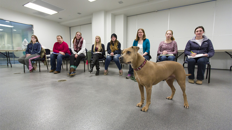 students studying dog behavior Canisius ABEC program