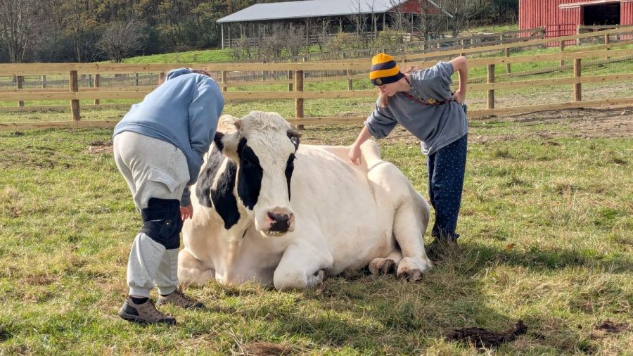 Photo of students at a farm sanctuary