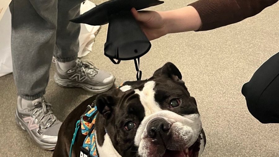 Dog getting graduation hat