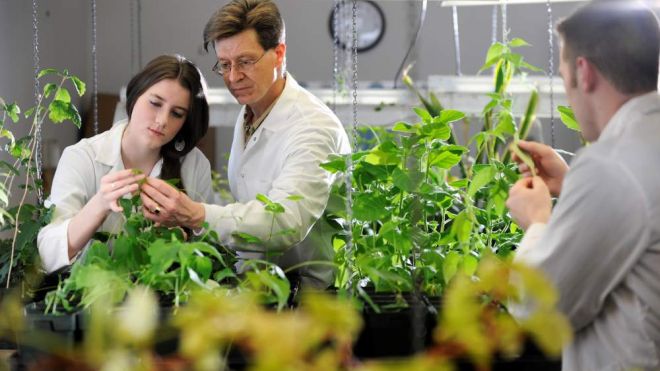 Canisius University biology professor Robert Grebenok, PhD and his undergraduate research team are helping shape natural approaches to crop defense.