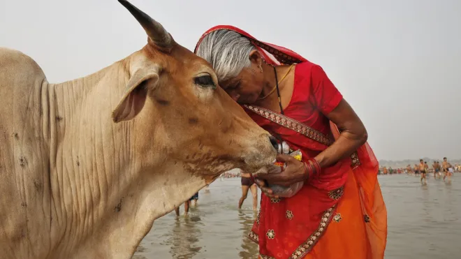 Indian woman puts her face on the head of a cow.