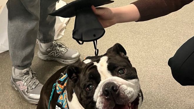 Dog getting graduation hat