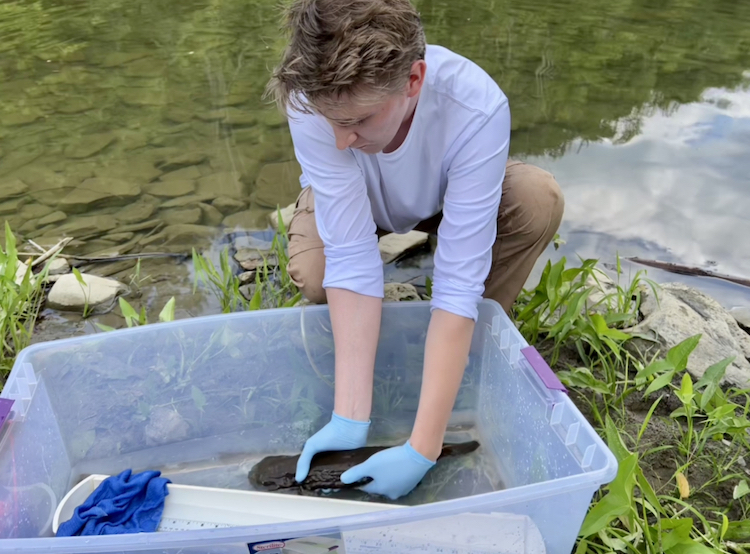 A student placing a hellbender into a plastic tub