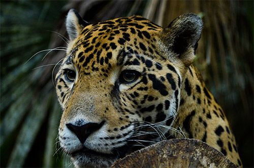 Jaguar