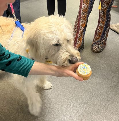 Dog getting a cupcake