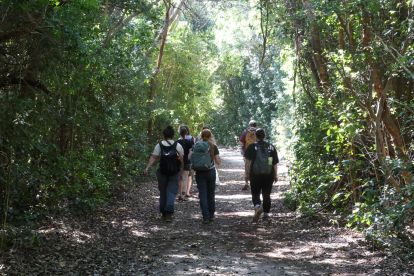 People hiking in a forest.