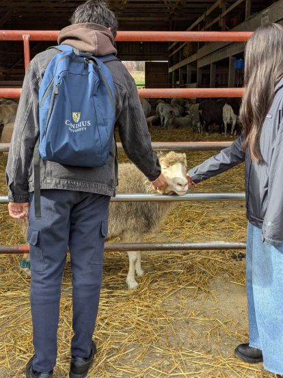 ABEC students feeding goats at Farm Sanctuary