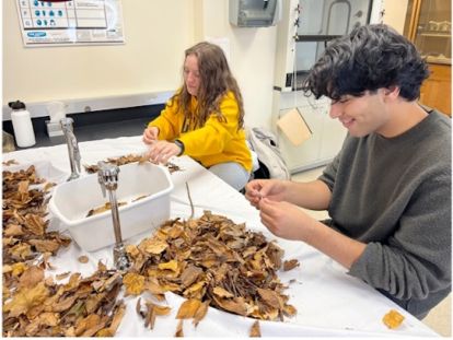 Students sort through leaves.